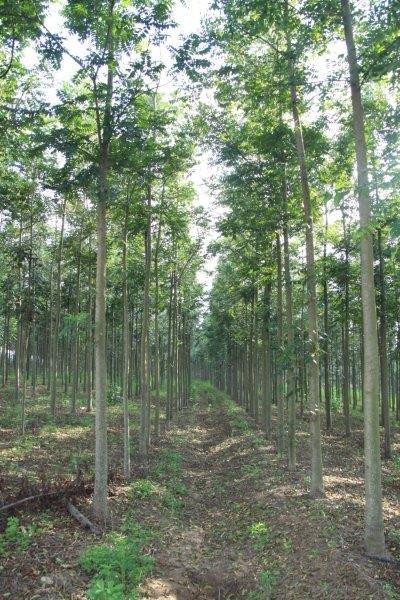 Empresa de reflorestamento em campinas
